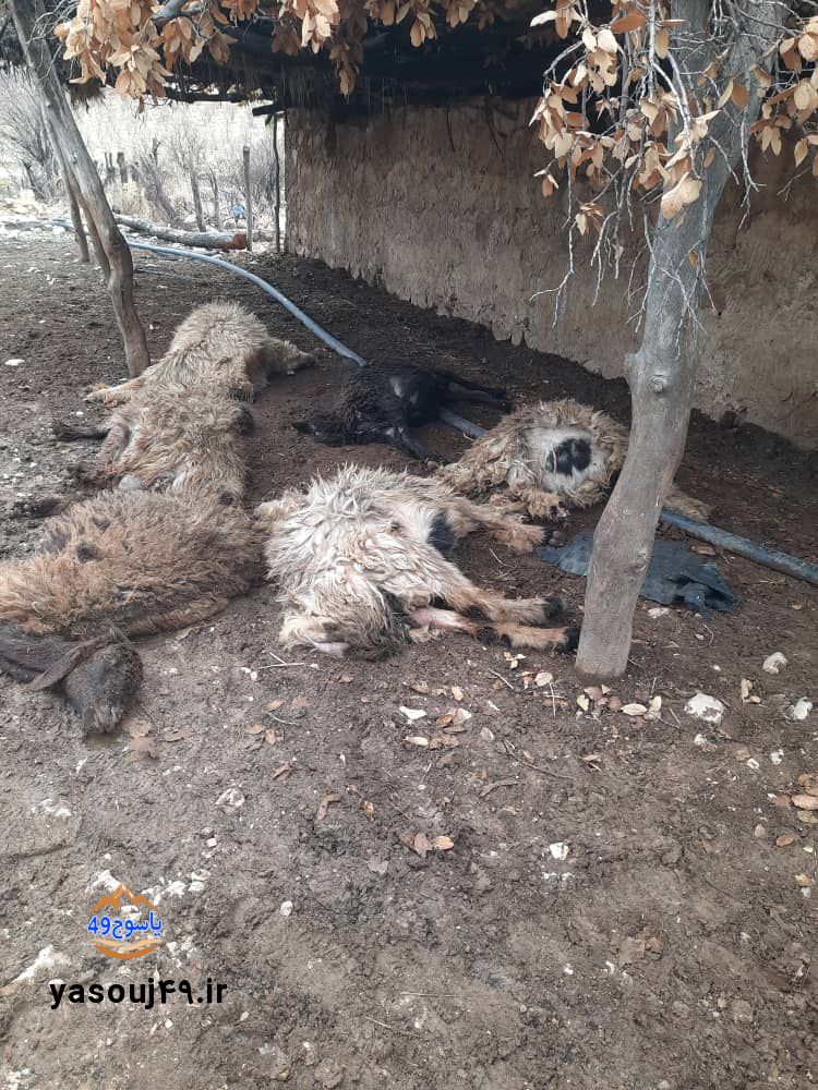 حمله پلنگ به گوسفندان