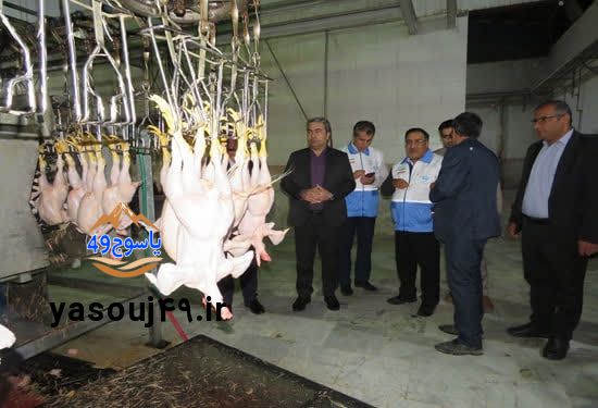 مرغ تنظیم بازار به وفور در دسترس شهروندان قرار گرفت