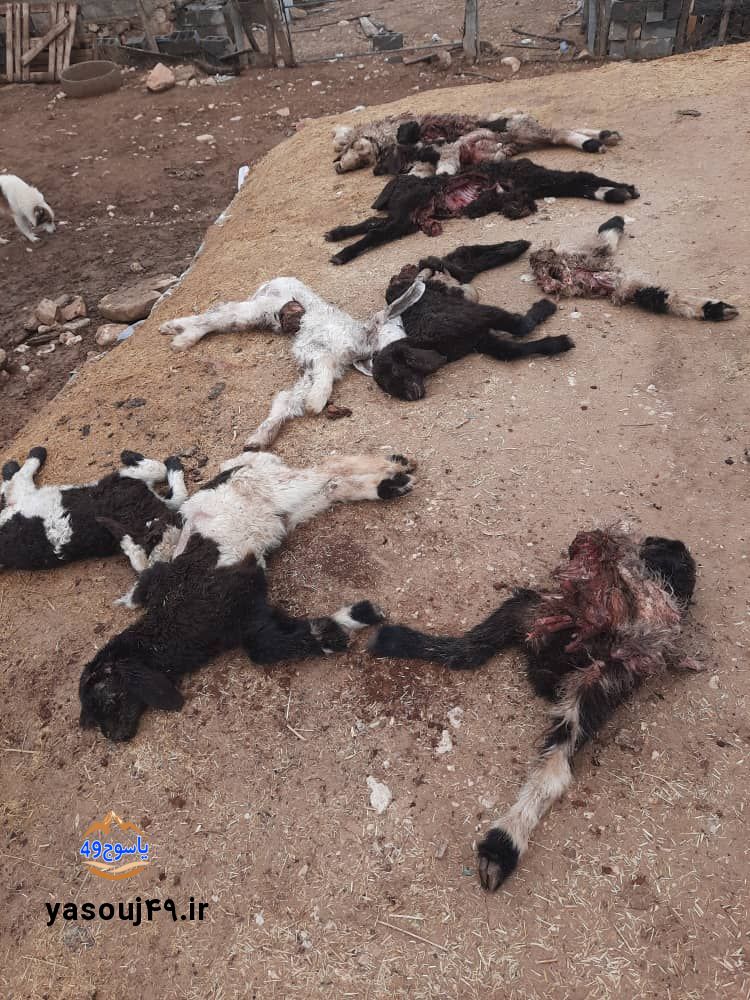 حمله پلنگ به گوسفندان