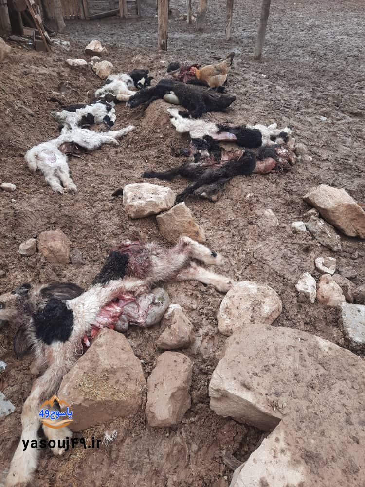 حمله پلنگ به گوسفندان