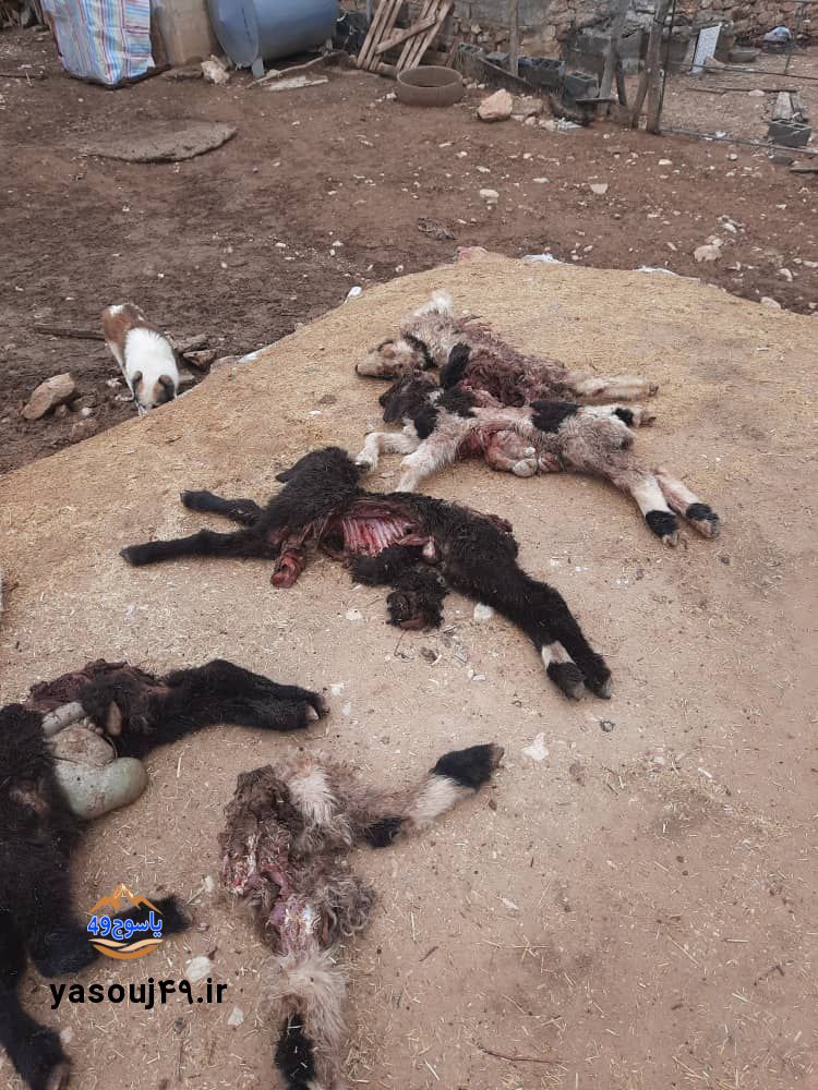 حمله پلنگ به گوسفندان